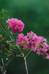Crape myrtle