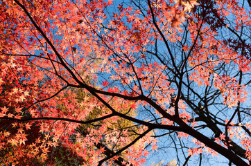 秋の空と紅葉