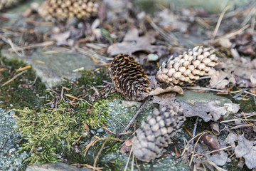 Fototapeta na wymiar Pine cones close-up