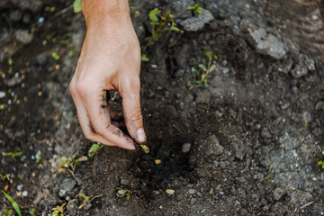 cropped image of farmer planting pumpkin seeds at farm