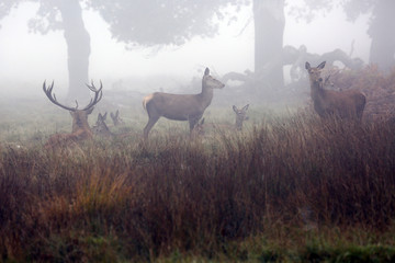 Red Deer, Cervus elaphus, in Richmond Park during the rut. Richmond park, largest royal park, is famous for more than six hundred red fallow deers.