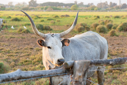 Maremmana cows in Maremma, southern Tuscany, Italy