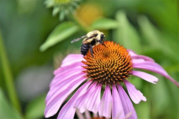 Bumble bee on cone flower