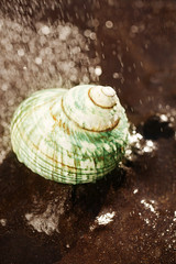 sea shell on black sand under rain droplets