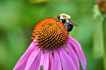 coneflower and bumble bee