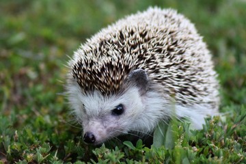 cute hedgehog 