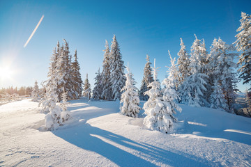 Majestic winter trees glowing by sunlight. Location place Carpathian national park, Ukraine, Europe.