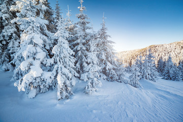 Majestic winter trees glowing by sunlight. Location place Carpathian national park, Ukraine, Europe.