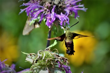 hummingbird moth drinking nector