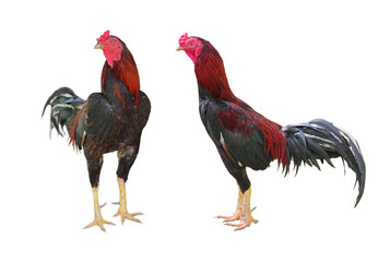Game cocks iChicken solated on white background, The beauty of fighting cocks in Thailand