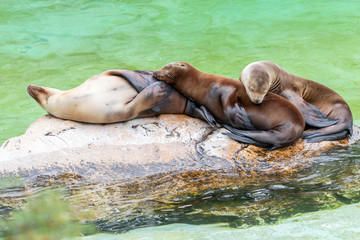 Three California sea lions (Zalophus californianus) sleep on each other. Sea lions family resting on stone amongst water.