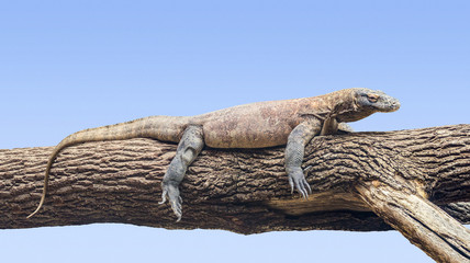 Komodo dragon on a tree trunk