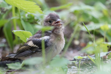 Young common chaffinch (Fringilla coelebs) in the spring forest. Lonely chaffinch baby in green grass.