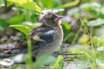 Chaffinch baby chick (Fringilla coelebs). Little young common chaffinch in the spring forest.