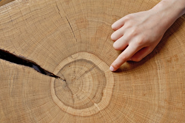 time for training education, counting annual rings on the tree