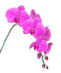 Beautiful violet orchid isolated on white background