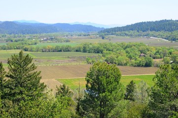 Landscape of vineyard and winery in Napa, California, United States