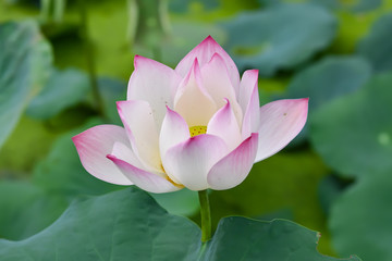 Pink Lotus Flower In the Lotus pond at the Samut songkhram , Thailand.