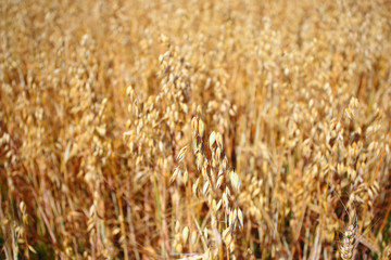 yellow oat grain backgroud