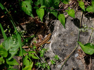 Eidechse in der Sonne