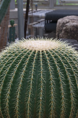 green round cactus