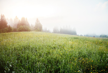A look at the alpine valley in the morning light. Wonderful day and gorgeous scene.
