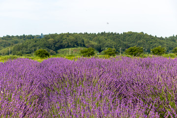 Fototapeta na wymiar Sakura lavender land in Sakura city, Chiba prefecture, Japan