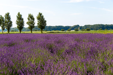 Obraz na płótnie Canvas Sakura lavender land in Sakura city, Chiba prefecture, Japan
