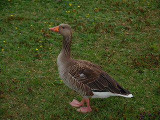Ente auf der Wiese