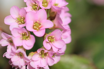 ヒマラヤユキノシタ　Bergenia