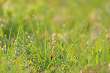 朝露とつくし　Morning dew and Horsetail