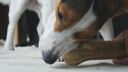Search Photos Terrier