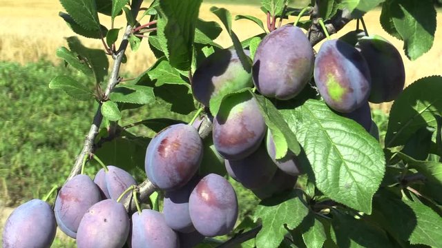 Plum Prunus domestica, variety Jojo, tree orchard homegrown, fruits ripen and unripe detail, wind in branches and leaves garden, beautiful landscape, fruits are for slivovitz plum liquor alcoholic