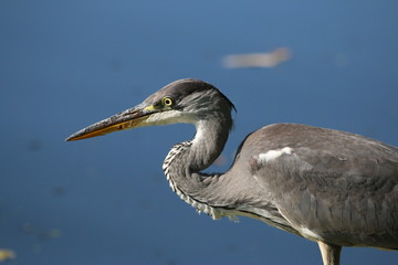 Reiher auf Futtersuche