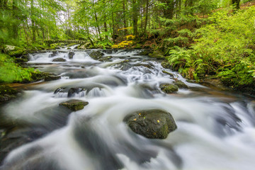 River flowing through dense, fresh green forest. Amazing natural scene. Stones in water. Small stone bridge. Romantic place. Quiet, peaceful, relaxing.
