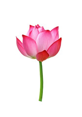 Lotus flower isolated on white background.