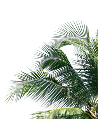 Fototapeta premium coconut leaves on white background