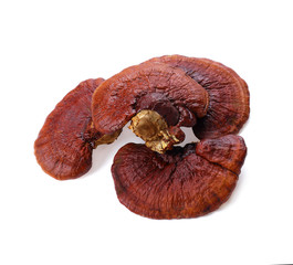 Lingzhi Mushroom Ganoderma Lucidum Isolated on white background.