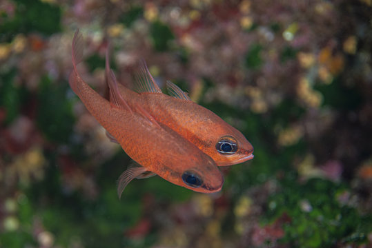 pesce Re di triglie, apogon imberbis, in danza nuziale nel mar mediterraneo