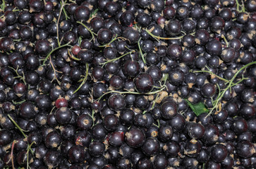 Delicious, aromatic blackcurrant berries on the table.