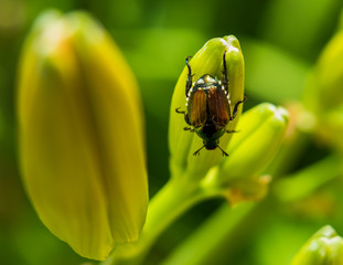Japanese beetle sitting on yellow Daylily bud closeup