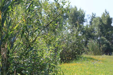 A Clear Blue Sky Above a Beautiful Lake