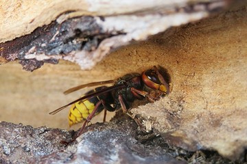 European hornet builds a nest, closeup