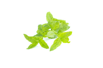 Green mint leaves, medicinal herb plant, isolated on white background