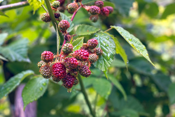 unripe raspberries fruits in the garden