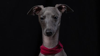 Canis lupus familiaris - genervter Hund vor Schwarz