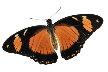 Fototapeta na wymiar Butterfly isolated on white background.