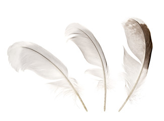 Bird feathers isolated on white background.