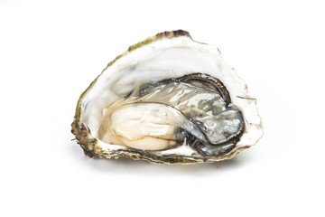 Oysters in the white background
