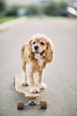 Dog riding a skateboard.